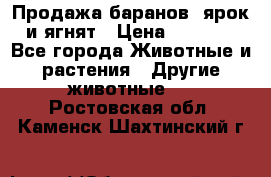 Продажа баранов, ярок и ягнят › Цена ­ 3 500 - Все города Животные и растения » Другие животные   . Ростовская обл.,Каменск-Шахтинский г.